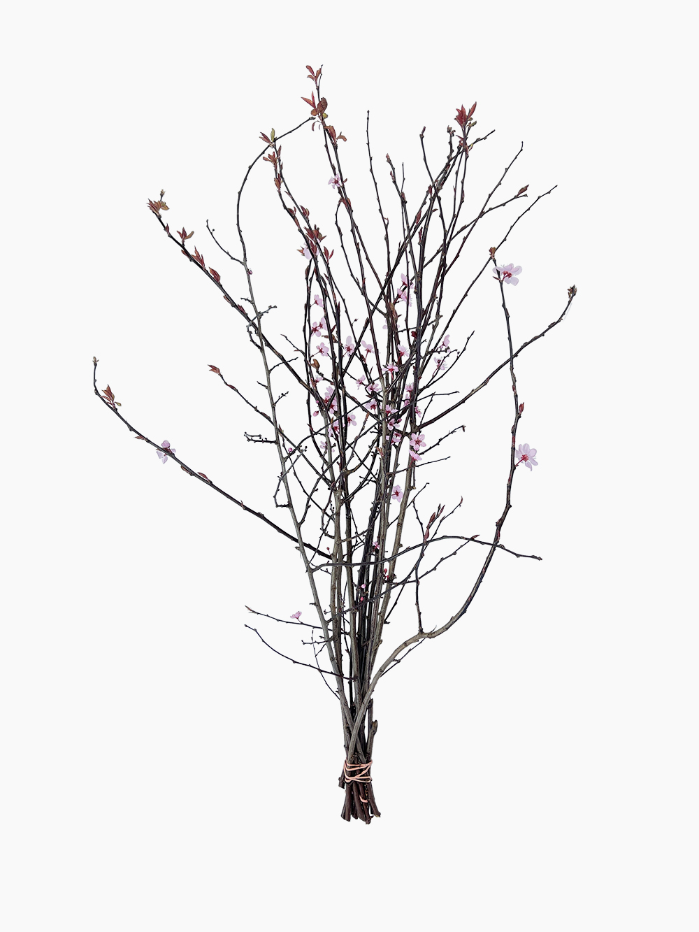 The Prunus plant from Continental Floral Greens